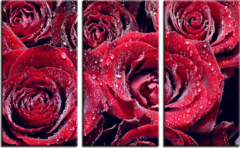 Модульная картина "Розы"