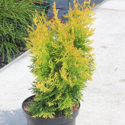 туя западная янтарь 20-40 см