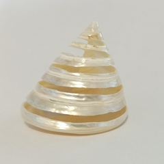 Трохус спиральный жемчужный 4-6 см.