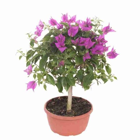 Бугенвиллия штамб