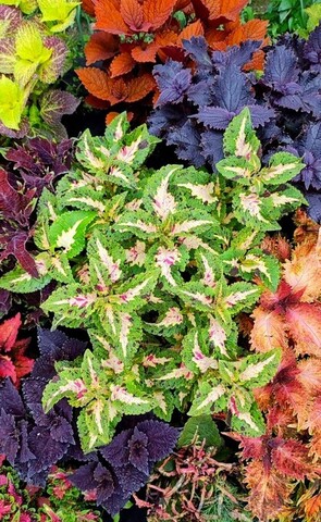 Зимнее утро - Winter UO morning колеус КСР