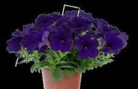 32530 Петуния SP Blue (Весна 2026)