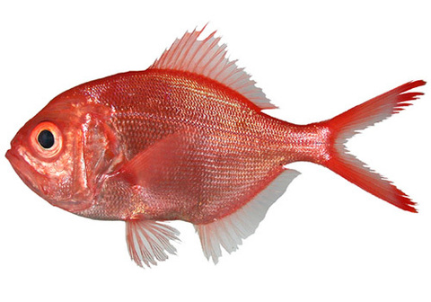 Берикс охлажденный~1кг