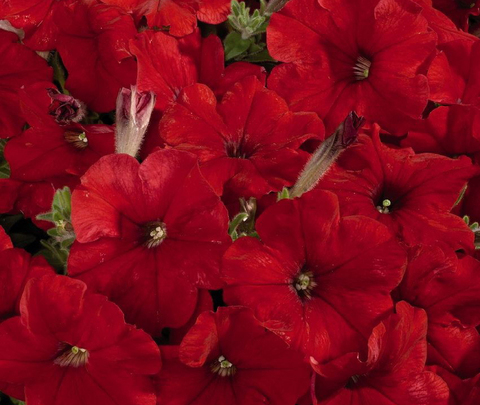 S6097 Петуния кустовая Multiflora Mirage Red 10шт.