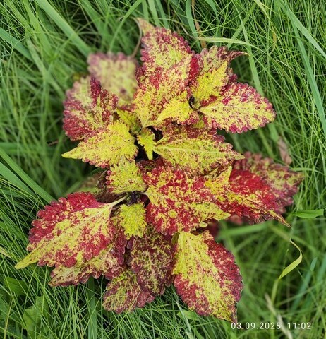 Желтая лаванда колеус КСР