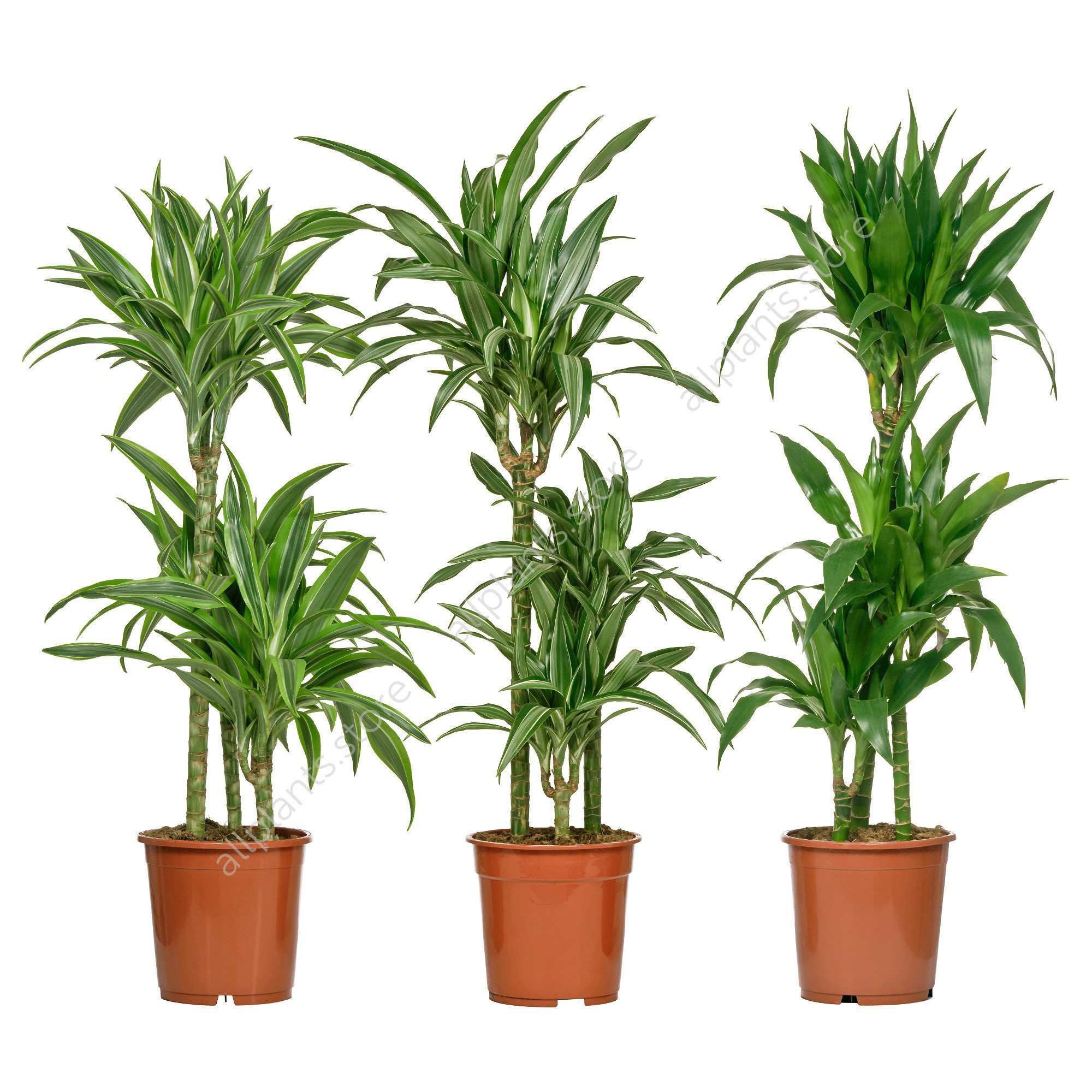 Растение в горшке. Драцена Фрагранс. Драцена Cintho. Dracaena Deremensis. Драцена омбет.