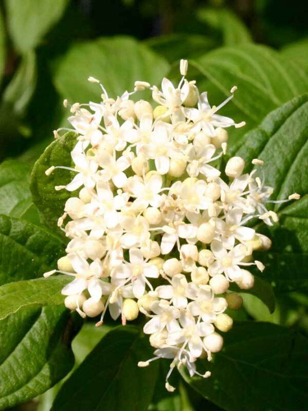 Дерен отпрысковый Флавирамеа. Дёрен отпрысковый Flaviramea. Cornus stolonifera (дерен отпрысковый) "Flaviramea". Дерен отпрысковый «'Flaviramea» (Флавирамея). Дерен флавирамеа