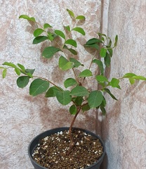 Teofrast Лагерстремия сирень индийская petite orchid lagerstroemia