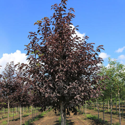 Черемуха Шуберта | Prunus virginiana Shuber (С5/7,5)