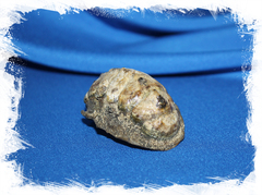 Хитон геммата (Acanthopleura gemmata)