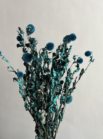 Эхинопс стабилизированный бирюзовый