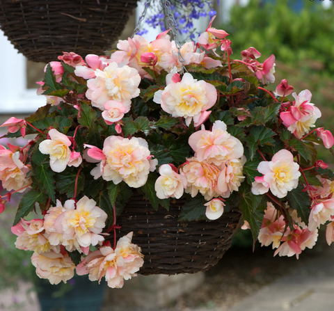 1244 Бегония SWEETSPICE APPLEBLOSSOM IMP. (Весна 2026)