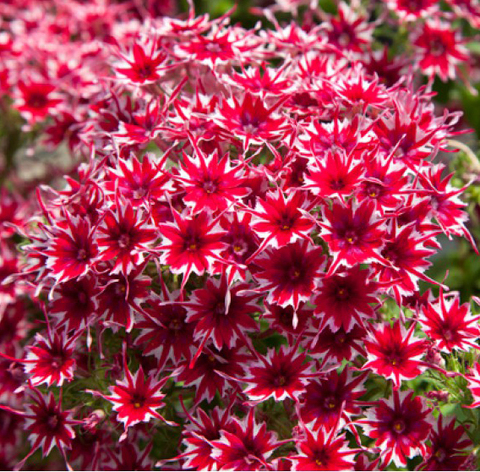 S7006 Флокс PopStars Red Improved 5шт.