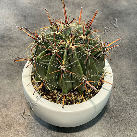 Ферокактус Таунсендианус в полимерной плошке d21