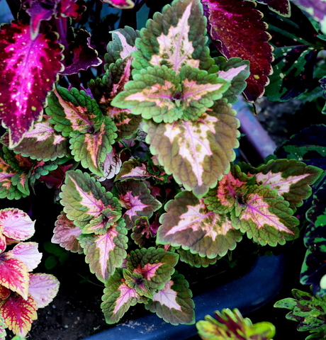 Дымка UO колеус