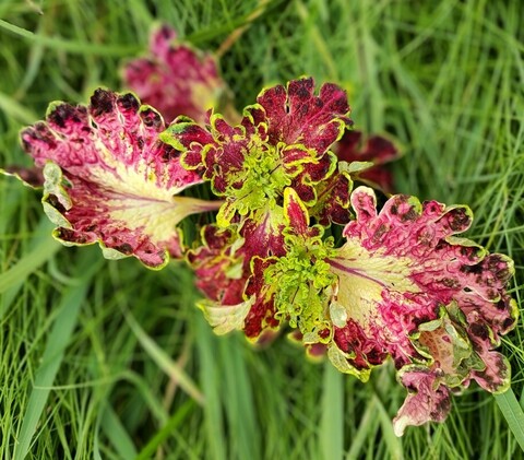 Горячий шик колеус