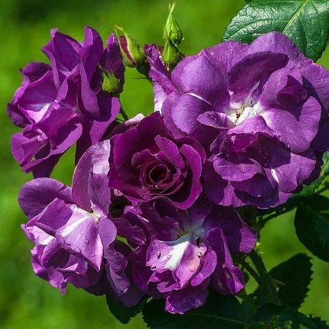 Рапсодия ин Блю (Rhapsody in Blue)