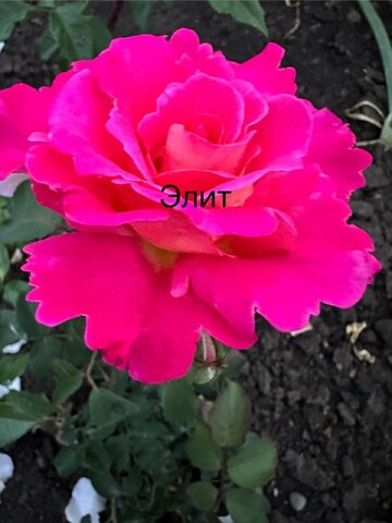 Белле де Клермон(BELLE DE CLERMONT)