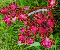 Вишенка Тай колеус КСР