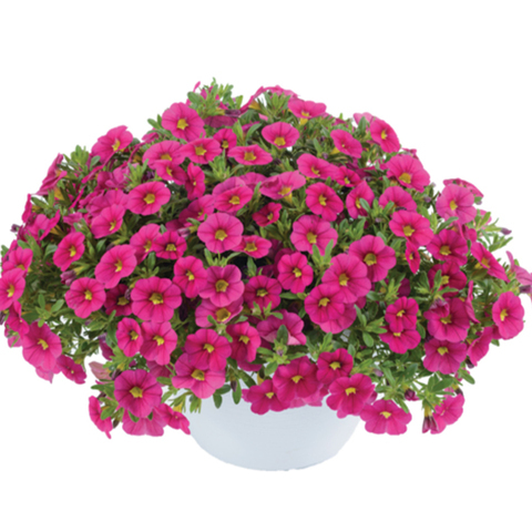 КАЛИБРАХОА COLIBRI FUCHSIA – купить за 99 ₽ | Vegetativka22