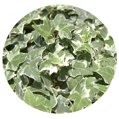 8404 Плющ HEDERA GLACIER (ВЕСНА 2025)