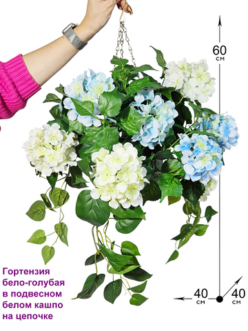Гортензия бело-голубая 60см в подвесном белом кашпо на цепочке