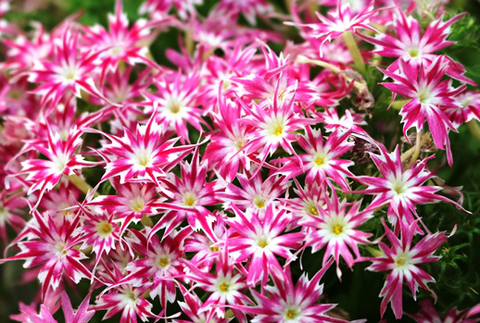 S7007 Флокс PopStars Rose with Eye 5шт.