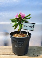 Teofrast Рододендрон Розеум Элеганс Rhododendron Roseum Elegans