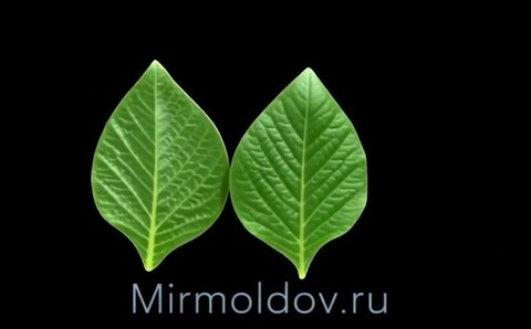 Силиконовый вайнер 