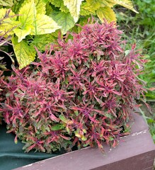 Джин колеус КСР