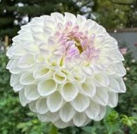 Георгин Андреа Лавсон (Andrea Lavson)