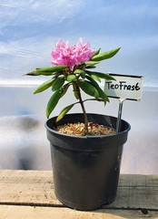 Teofrast Рододендрон Розеум Элеганс Rhododendron Roseum Elegans