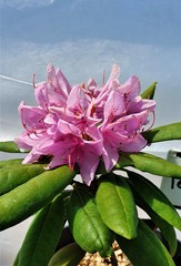 Teofrast Рододендрон Розеум Элеганс Rhododendron Roseum Elegans