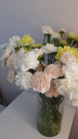Гвоздика Carnation Peach Brut