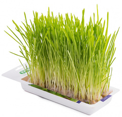 Titbit трава для кошек Ячмень