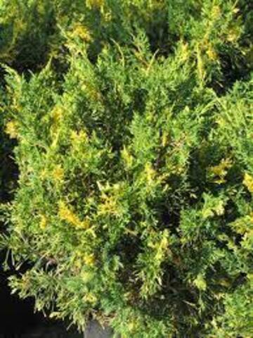 Juniperus chinensis Plumosa Variegata