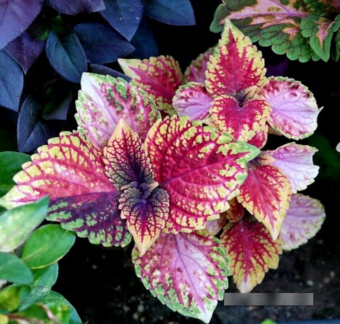 Зарево заката UO колеус КСР