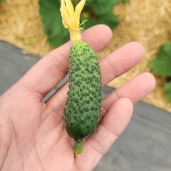 Огурцы БИО / 500 гр