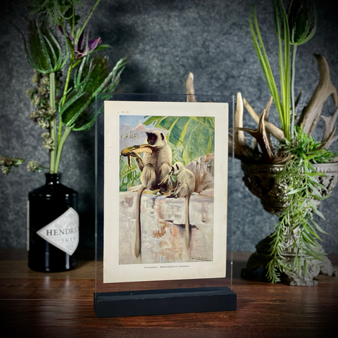 Хромолитография «Гульман»