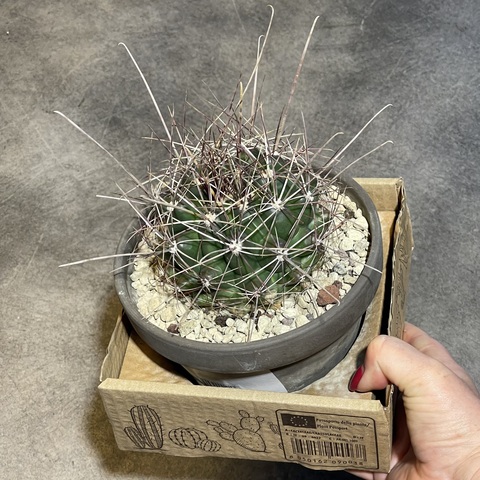 Ферокактус Хаматакантус в керамике d15