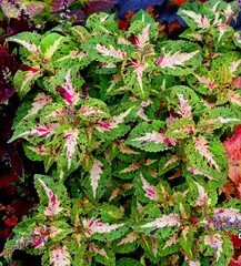 Зимнее утро - Winter UO morning колеус КСР