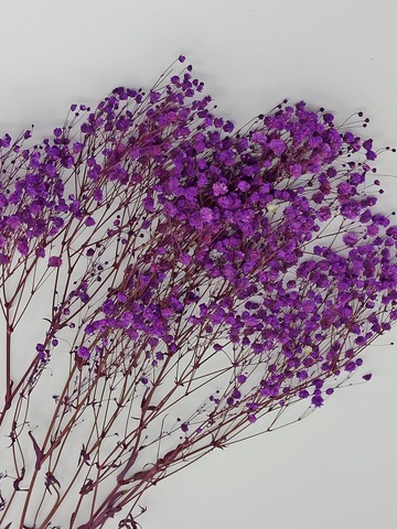 Гипсофила пурпурно-фиолетовая