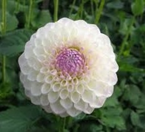 Георгин Андреа Лавсон (Andrea Lavson)