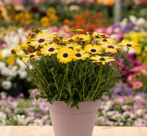 27110 Остеоспермум BESTIES Positive Yellow (Весна 2026)