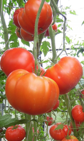 Семена томат Красный Генерал, 10 сем