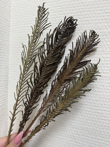 Папоротник сухоцвет 