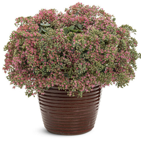 37132 Седум ROCK 'N ROUND Popstar WG (Весна 2026)