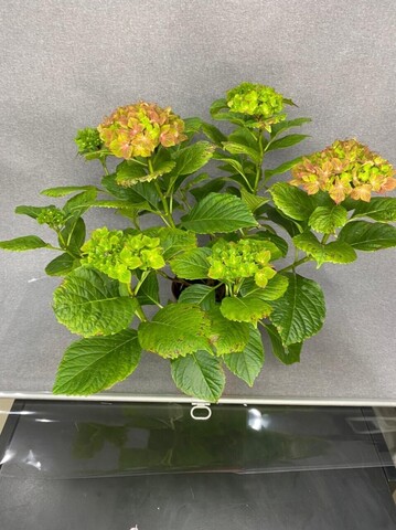 Гортензия садовая