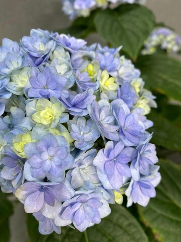 Гортензия садовая