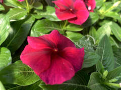 Катарантус черная вишня